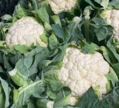 LOCAL Brassica's *Now Available* 15/11/24