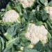 LOCAL Brassica's *Now Available* 15/11/24